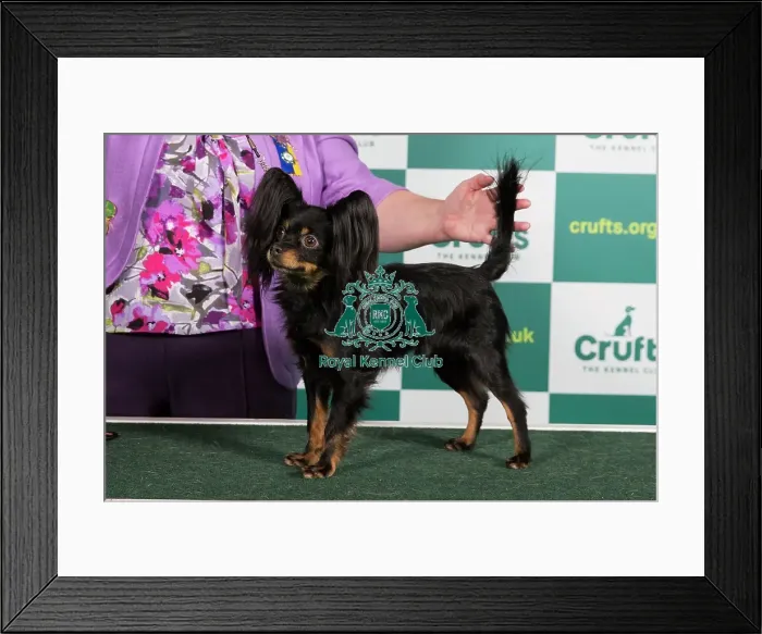 Framed Print : Best of Breed RUSSIAN TOY Crufts 2023 Framed Print : Best of Breed RUSSIAN TOY Crufts 2023