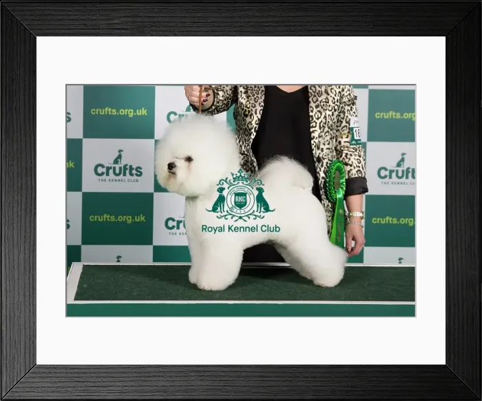 Framed Print : Best of Breed BICHON FRISE Crufts 2023 Framed Print : Best of Breed BICHON FRISE Crufts 2023