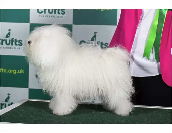 Best of Breed BOLOGNESE Crufts 2023