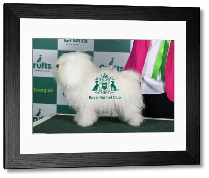 Framed Print : Best of Breed BOLOGNESE Crufts 2023 Framed Print : Best of Breed BOLOGNESE Crufts 2023