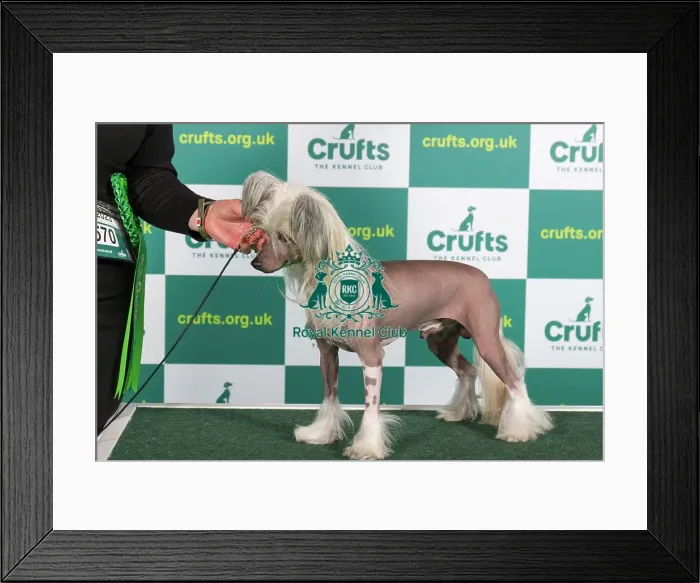 Framed Print : Best of Breed CHINESE CRESTED Crufts 2023