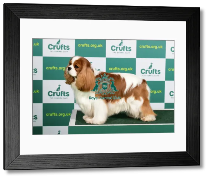 Framed Print : Best of Breed CAVALIER KING CHARLES SPANIEL Crufts 2023 Framed Print : Best of Breed CAVALIER KING CHARLES SPANIEL Crufts 2023