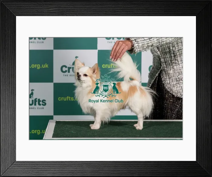 Framed Print : Best of Breed CHIHUAHUA (LONG COAT) Crufts 2023 Framed Print : Best of Breed CHIHUAHUA (LONG COAT) Crufts 2023