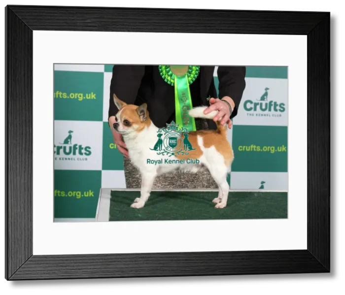 Framed Print : Best of Breed CHIHUAHUA (SMOOTH COAT) Crufts 2023 Framed Print : Best of Breed CHIHUAHUA (SMOOTH COAT) Crufts 2023
