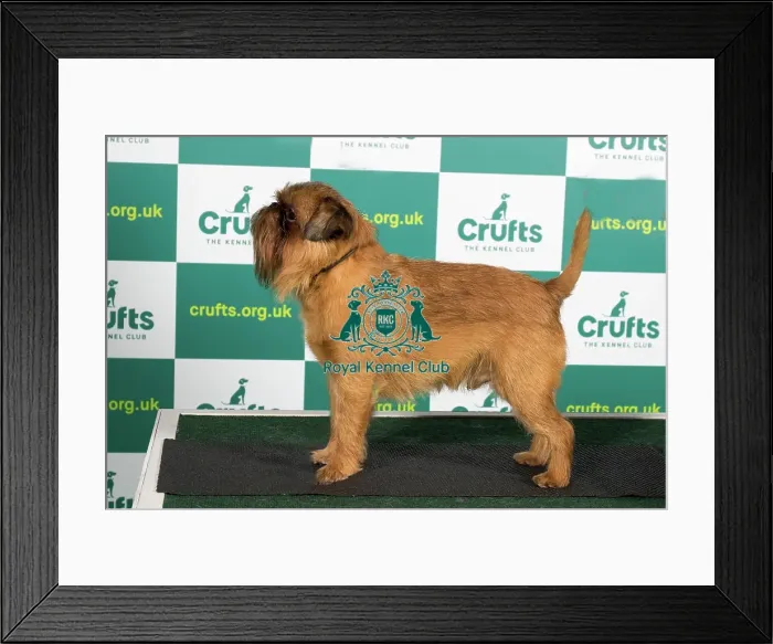Framed Print : Best of Breed GRIFFON BRUXELLOIS Crufts 2023 Framed Print : Best of Breed GRIFFON BRUXELLOIS Crufts 2023