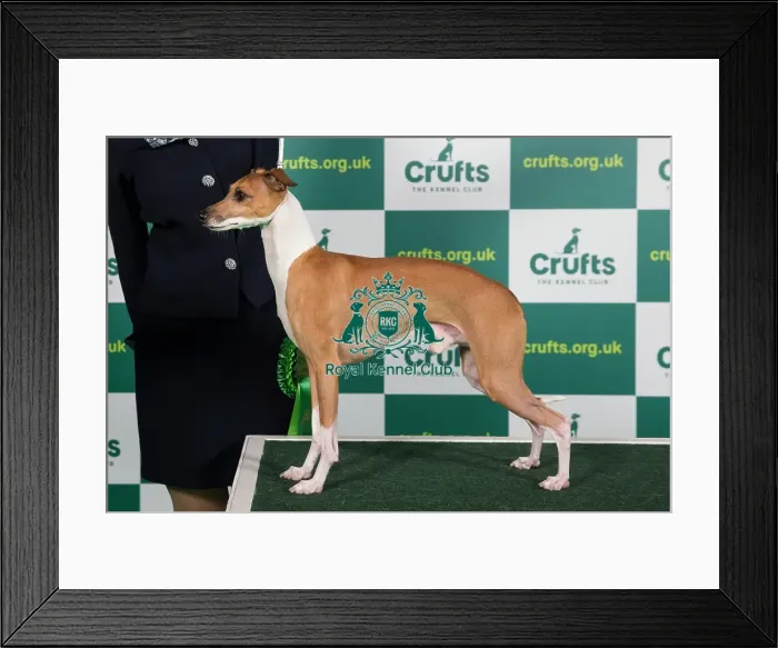 Framed Print : Best of Breed ITALIAN GREYHOUND Crufts 2023 Framed Print : Best of Breed ITALIAN GREYHOUND Crufts 2023