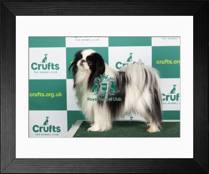 Framed Print : Best of Breed JAPANESE CHIN Crufts 2023 Framed Print : Best of Breed JAPANESE CHIN Crufts 2023