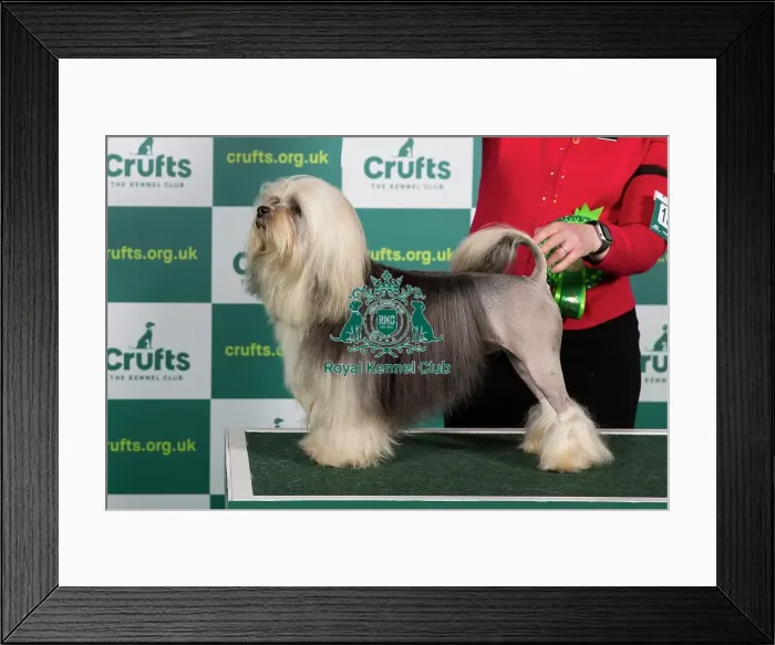 Framed Print : Best of Breed LOWCHEN Crufts 2023 Framed Print : Best of Breed LOWCHEN Crufts 2023