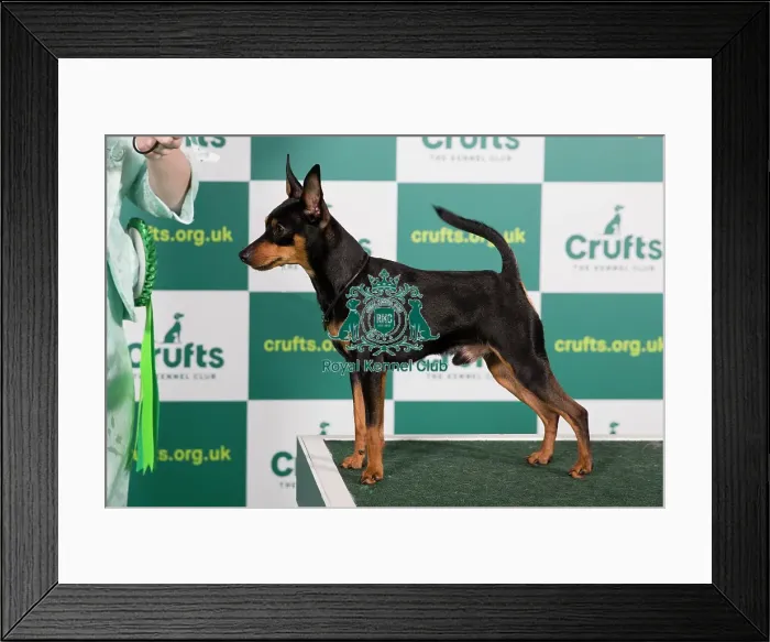 Framed Print : Best of Breed MINIATURE PINSCHER Crufts 2023