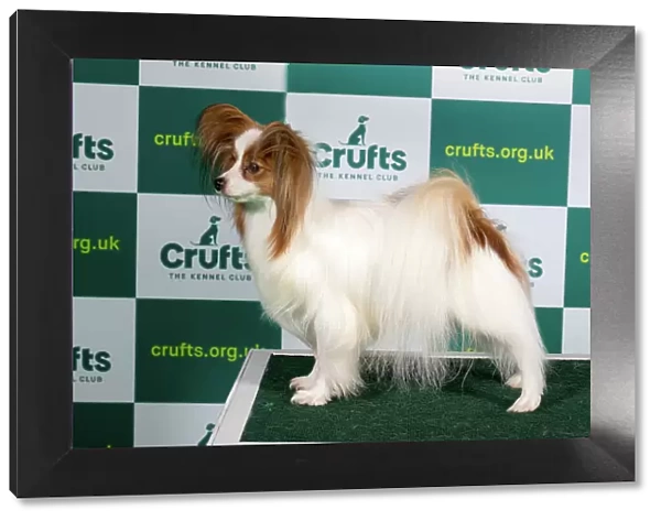 Best of Breed PAPILLON Crufts 2023