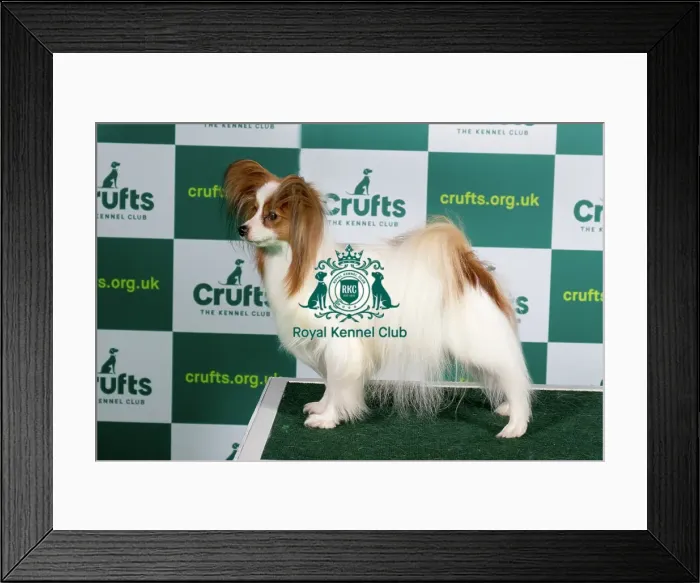 Framed Print : Best of Breed PAPILLON Crufts 2023 Framed Print : Best of Breed PAPILLON Crufts 2023