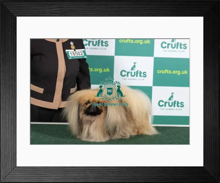 Framed Print : Best of Breed PEKINGESE Crufts 2023 Framed Print : Best of Breed PEKINGESE Crufts 2023