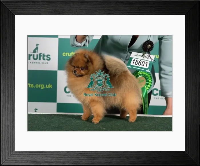 Framed Print : Best of Breed POMERANIAN Crufts 2023 Framed Print : Best of Breed POMERANIAN Crufts 2023