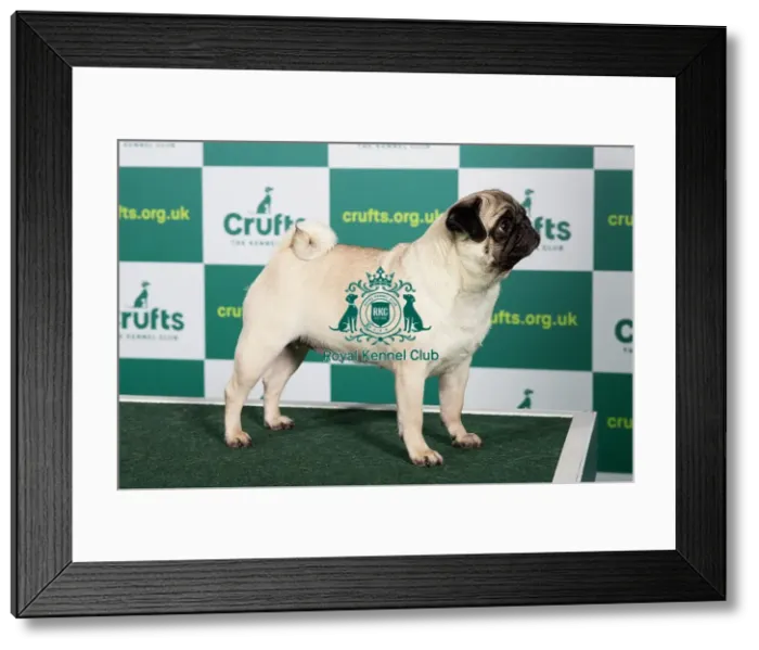 Framed Print : Best of Breed Pug Crufts 2023 Framed Print : Best of Breed Pug Crufts 2023