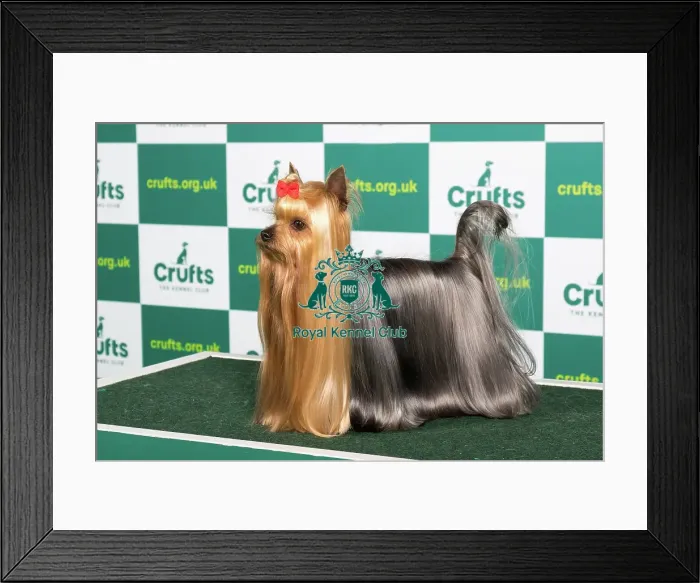 Framed Print : Best of Breed YORKSHIRE TERRIER Crufts 2023 Framed Print : Best of Breed YORKSHIRE TERRIER Crufts 2023