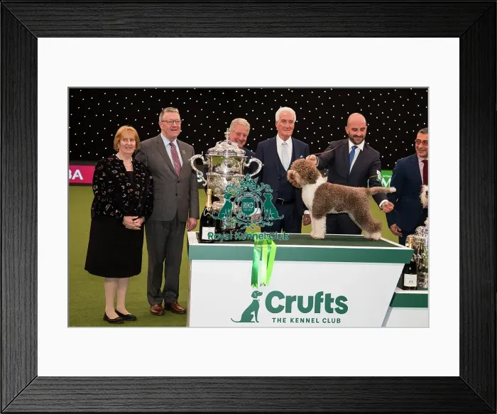 Framed Print : Best in Show Crufts 2023 Framed Print : Best in Show Crufts 2023
