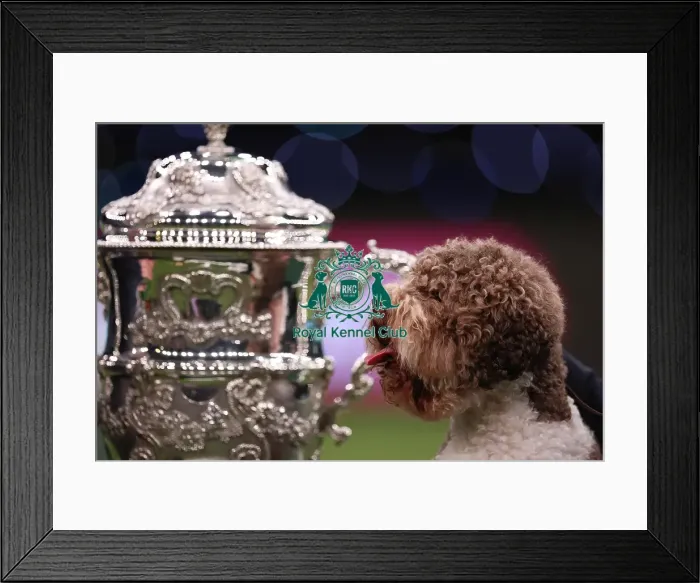 Framed Print : Javier Gonzalez Menicote from Croatia with Orca, a Lagotto Romagnolo, who won the coveted title of Best in Show today (Sunday 12. 03. 23), the final day of Crufts 2023, at the NEC Birmingham Framed Print : Javier Gonzalez Menicote from Croatia with Orca, a Lagotto Romagnolo, who won the coveted title of Best in Show today (Sunday 12. 03. 23), the final day of Crufts 2023, at the NEC Birmingham