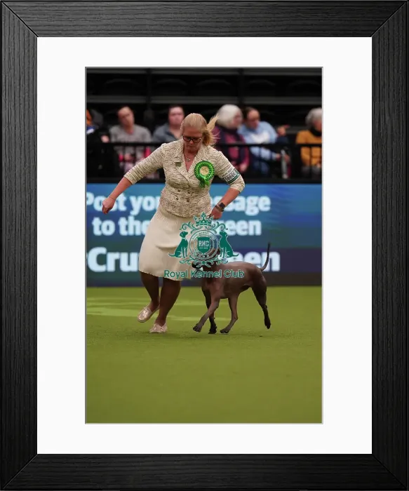 Framed Print : Whitney Meeks from Indiana, USA, with Itzia, a Xoloitzcuintle (Mexican Hairless) (Standard), which was the Best of Breed winner today (Sunday 12. 03. 23), the last day of Crufts 2023, at the NEC Birmingham Framed Print : Whitney Meeks from Indiana, USA, with Itzia, a Xoloitzcuintle (Mexican Hairless) (Standard), which was the Best of Breed winner today (Sunday 12. 03. 23), the last day of Crufts 2023, at the NEC Birmingham