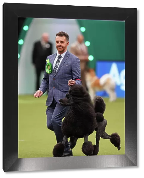 Philip Langdon from Bristol, with Jake, a Poodle (Standard), which was the Best of Breed winner today (Sunday 12. 03. 23), the last day of Crufts 2023, at the NEC Birmingham