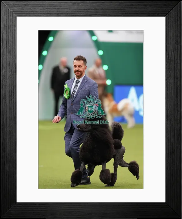 Framed Print : Philip Langdon from Bristol, with Jake, a Poodle (Standard), which was the Best of Breed winner today (Sunday 12. 03. 23), the last day of Crufts 2023, at the NEC Birmingham Framed Print : Philip Langdon from Bristol, with Jake, a Poodle (Standard), which was the Best of Breed winner today (Sunday 12. 03. 23), the last day of Crufts 2023, at the NEC Birmingham