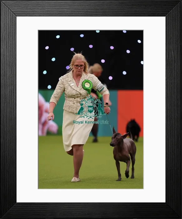 Framed Print : Whitney Meeks from Indiana, USA, with Itzia, a Xoloitzcuintle (Mexican Hairless) (Standard), which was the Best of Breed winner today (Sunday 12. 03. 23), the last day of Crufts 2023, at the NEC Birmingham Framed Print : Whitney Meeks from Indiana, USA, with Itzia, a Xoloitzcuintle (Mexican Hairless) (Standard), which was the Best of Breed winner today (Sunday 12. 03. 23), the last day of Crufts 2023, at the NEC Birmingham