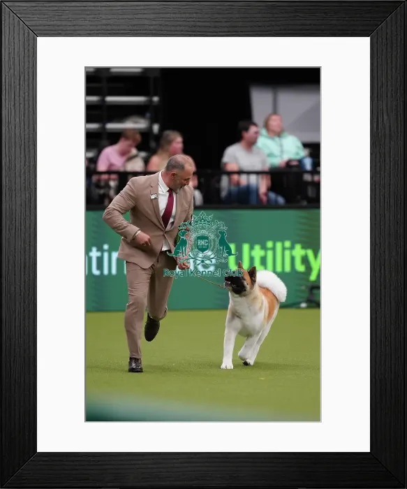 Framed Print : Andrea Ferron Torres and Jose Luis Arrabal Sanchez from Spain, with Rumba, an Akita, which was the Best of Breed winner today (Sunday 12. 03. 23), the last day of Crufts 2023, at the NEC Birmingham Framed Print : Andrea Ferron Torres and Jose Luis Arrabal Sanchez from Spain, with Rumba, an Akita, which was the Best of Breed winner today (Sunday 12. 03. 23), the last day of Crufts 2023, at the NEC Birmingham