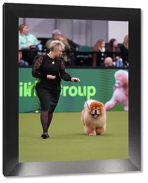 Suzanne Lunau from Denmark, with Kashmere, a Chow Chow, which was the Best of Breed winner today (Sunday 12. 03. 23), the last day of Crufts 2023, at the NEC Birmingham