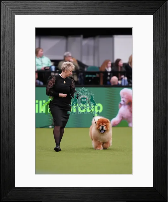 Framed Print : Suzanne Lunau from Denmark, with Kashmere, a Chow Chow, which was the Best of Breed winner today (Sunday 12. 03. 23), the last day of Crufts 2023, at the NEC Birmingham Framed Print : Suzanne Lunau from Denmark, with Kashmere, a Chow Chow, which was the Best of Breed winner today (Sunday 12. 03. 23), the last day of Crufts 2023, at the NEC Birmingham