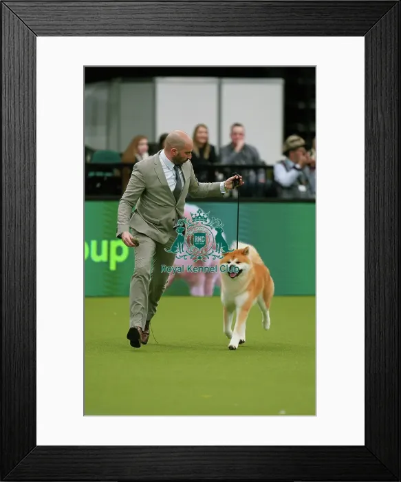 Framed Print : Javier Gonzalez from Spain, with Kichi, a Japanese Akita Inu, which was the Best of Breed winner today (Sunday 12. 03. 23), the last day of Crufts 2023, at the NEC Birmingham Framed Print : Javier Gonzalez from Spain, with Kichi, a Japanese Akita Inu, which was the Best of Breed winner today (Sunday 12. 03. 23), the last day of Crufts 2023, at the NEC Birmingham