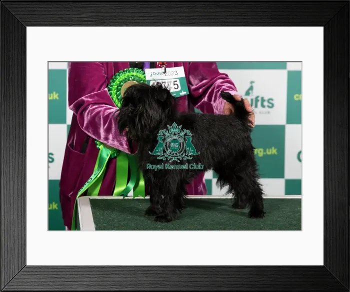 Framed Print : Best of Breed Affenpinscher Crufts 2023