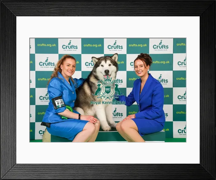Framed Print : Rochelle and Jessica Smith from Taunton with Zane, an Alaskan Malamute, which was the Best of Breed winner today (Friday 10. 03. 23), the second day of Crufts 2023, at the NEC Birmingham Framed Print : Rochelle and Jessica Smith from Taunton with Zane, an Alaskan Malamute, which was the Best of Breed winner today (Friday 10. 03. 23), the second day of Crufts 2023, at the NEC Birmingham