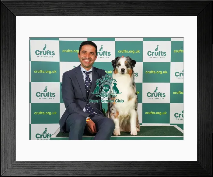 Framed Print : Artur Bullani from Italy with Queen, an Australian Shepherd, which was the Best of Breed winner today (Friday 10. 03. 23), the second day of Crufts 2023, at the NEC Birmingham Framed Print : Artur Bullani from Italy with Queen, an Australian Shepherd, which was the Best of Breed winner today (Friday 10. 03. 23), the second day of Crufts 2023, at the NEC Birmingham