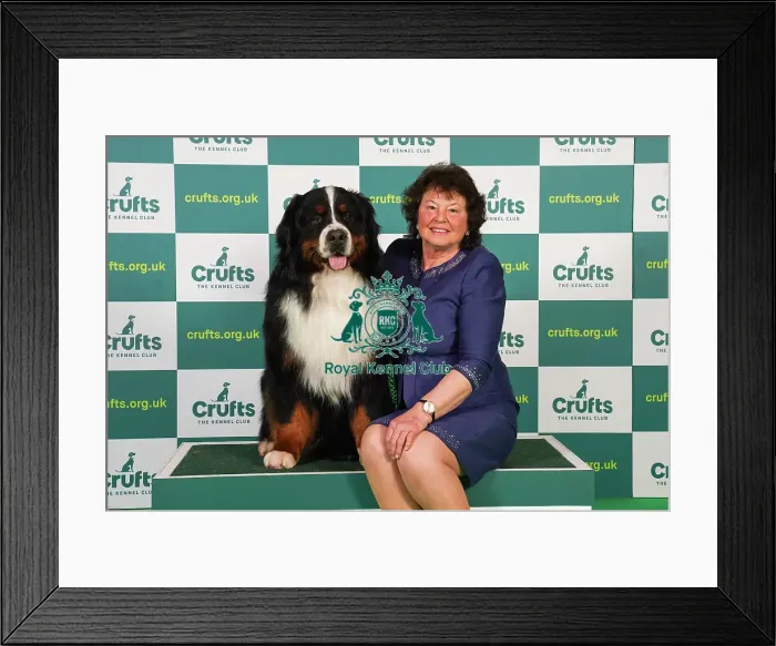 Framed Print : Julie Baldwin from Preston with Chirac, a Bernese Mountain Dog, which was the Best of Breed winner today (Friday 10. 03. 23), the second day of Crufts 2023, at the NEC Birmingham