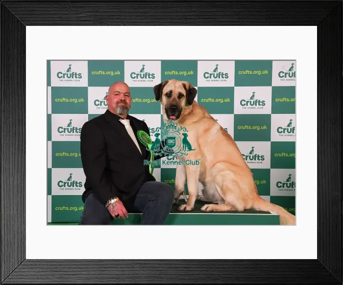 Framed Print : Wilken Thomas from Germany with Werner, a Turkish Kangal Dog, which was the Best of Breed winner today (Friday 10. 03. 23), the second day of Crufts 2023, at the NEC Birmingham Framed Print : Wilken Thomas from Germany with Werner, a Turkish Kangal Dog, which was the Best of Breed winner today (Friday 10. 03. 23), the second day of Crufts 2023, at the NEC Birmingham