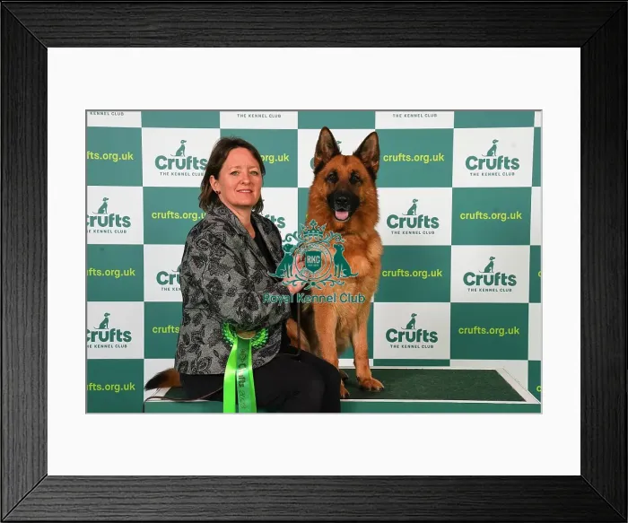 Framed Print : Ann Swift from Bath with Zara, a German Shepherd Dog, which was the Best of Breed winner today (Friday 10. 03. 23), the second day of Crufts 2023, at the NEC Birmingham Framed Print : Ann Swift from Bath with Zara, a German Shepherd Dog, which was the Best of Breed winner today (Friday 10. 03. 23), the second day of Crufts 2023, at the NEC Birmingham