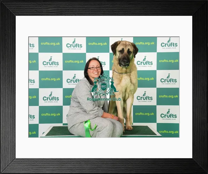 Framed Print : Kelly Stewart from Law Village with Ekho, a Anatolian Shepherd Dog, which was the Best of Breed winner today (Friday 10. 03. 23), the second day of Crufts 2023, at the NEC Birmingham Framed Print : Kelly Stewart from Law Village with Ekho, a Anatolian Shepherd Dog, which was the Best of Breed winner today (Friday 10. 03. 23), the second day of Crufts 2023, at the NEC Birmingham