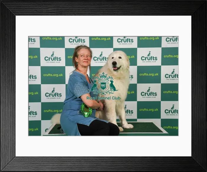 Framed Print : Jane Atkins from Carlisle with Saf, a Maremma Sheepdog, which was the Best of Breed winner today (Friday 10. 03. 23), the second day of Crufts 2023, at the NEC Birmingham Framed Print : Jane Atkins from Carlisle with Saf, a Maremma Sheepdog, which was the Best of Breed winner today (Friday 10. 03. 23), the second day of Crufts 2023, at the NEC Birmingham