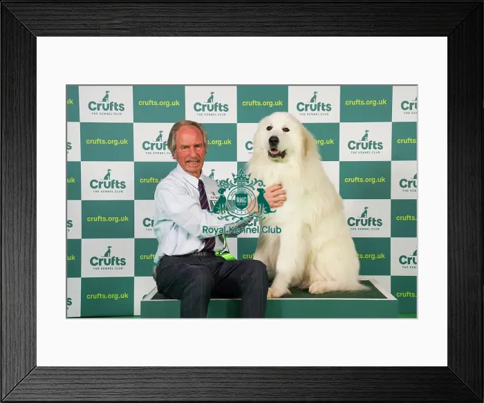 Framed Print : David Edwards, from Daventry with Leo, a Pyrenean Mountain Dog, which was the Best of Breed winner today (Friday 10. 03. 23), the second day of Crufts 2023, at the NEC Birmingham Framed Print : David Edwards, from Daventry with Leo, a Pyrenean Mountain Dog, which was the Best of Breed winner today (Friday 10. 03. 23), the second day of Crufts 2023, at the NEC Birmingham