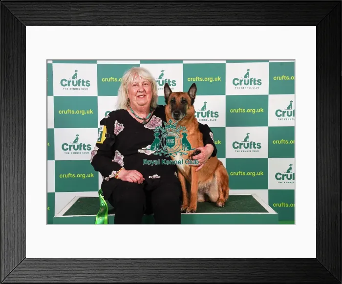 Framed Print : Tish Gafey from North Wales with Nova, a Belgian Shepherd Dog (Malinois), which was the Best of Breed winner today (Friday 10. 03. 23), the second day of Crufts 2023, at the NEC Birmingham Framed Print : Tish Gafey from North Wales with Nova, a Belgian Shepherd Dog (Malinois), which was the Best of Breed winner today (Friday 10. 03. 23), the second day of Crufts 2023, at the NEC Birmingham