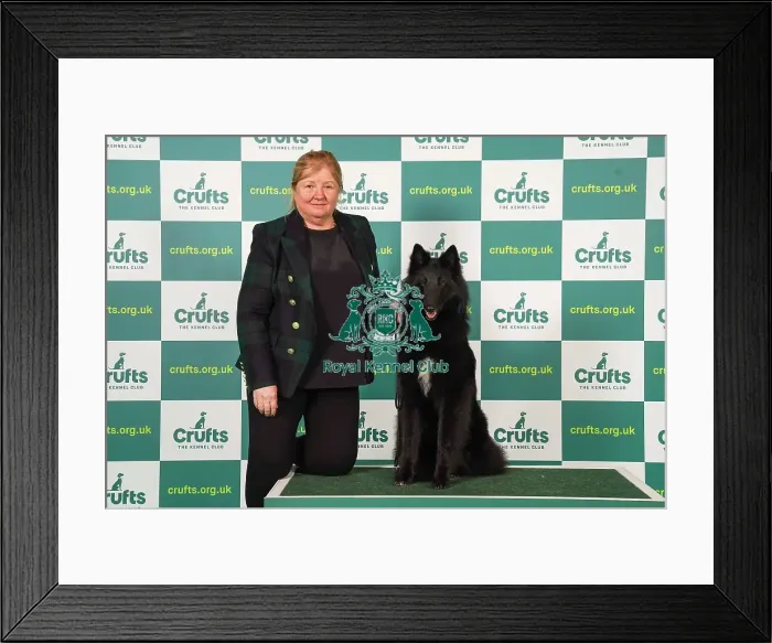 Framed Print : Linda Lester from Cheltenham with Envy, a Belgian Shepherd Dog (Groenendael), which was the Best of Breed winner today (Friday 10. 03. 23), the second day of Crufts 2023, at the NEC Birmingham
