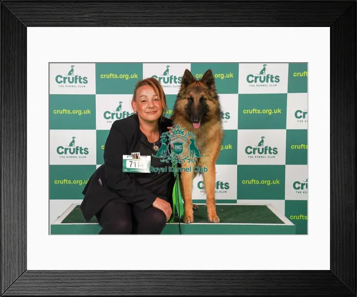 Framed Print : Evette McDonald from Harrow with Sugar, a Belgian Shepherd Dog (Tervueren), which was the Best of Breed winner today (Friday 10. 03. 23), the second day of Crufts 2023, at the NEC Birmingham Framed Print : Evette McDonald from Harrow with Sugar, a Belgian Shepherd Dog (Tervueren), which was the Best of Breed winner today (Friday 10. 03. 23), the second day of Crufts 2023, at the NEC Birmingham