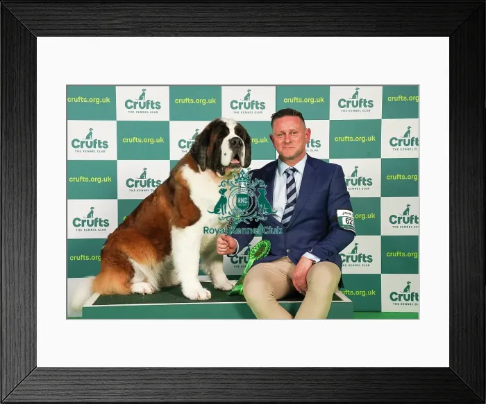 Framed Print : Brendan Deegan from Lincolnshire with Mandie, a St. Bernard, which was the Best of Breed winner today (Friday 10. 03. 23), the second day of Crufts 2023, at the NEC Birmingham. Brendan Deegan from Lincolnshire with Mandie, a St Framed Print : Brendan Deegan from Lincolnshire with Mandie, a St. Bernard, which was the Best of Breed winner today (Friday 10. 03. 23), the second day of Crufts 2023, at the NEC Birmingham. Brendan Deegan from Lincolnshire with Mandie, a St