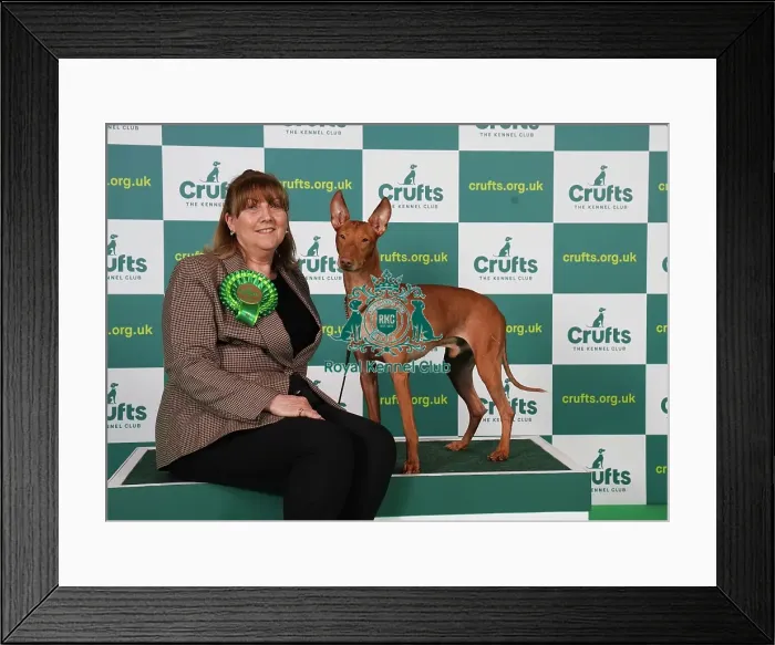Framed Print : Debbie McDonnell from Essex with Rafa, a Cirneco dell'Etna, which was the Best of Breed winner today (Saturday 11. 03. 23), the third day of Crufts 2023, at the NEC Birmingham Framed Print : Debbie McDonnell from Essex with Rafa, a Cirneco dell'Etna, which was the Best of Breed winner today (Saturday 11. 03. 23), the third day of Crufts 2023, at the NEC Birmingham