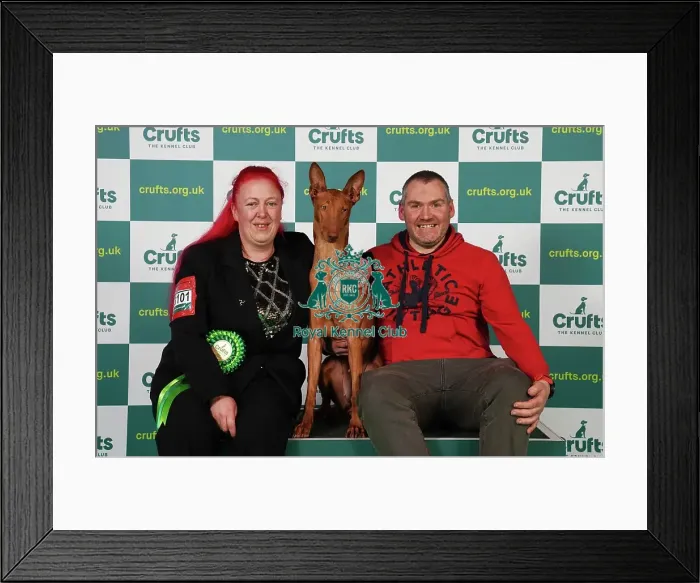 Framed Print : Sam Fletcher and Laura Merryweather from Isle of Man with Pearl, a Pharaoh Hound, which was the Best of Breed winner today (Saturday 11. 03. 23), the third day of Crufts 2023, at the NEC Birmingham Framed Print : Sam Fletcher and Laura Merryweather from Isle of Man with Pearl, a Pharaoh Hound, which was the Best of Breed winner today (Saturday 11. 03. 23), the third day of Crufts 2023, at the NEC Birmingham