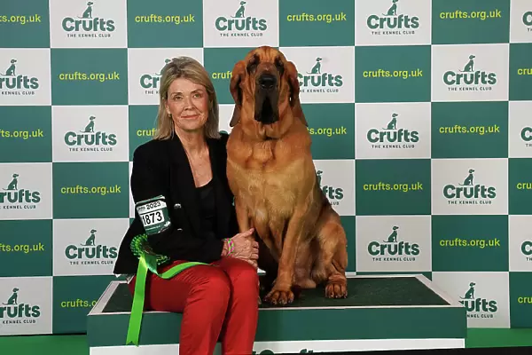 Tracie Howie from Norwich with Bert, a Bloodhound, which was the Best of Breed winner today (Saturday 11. 03. 23), the third day of Crufts 2023, at the NEC Birmingham