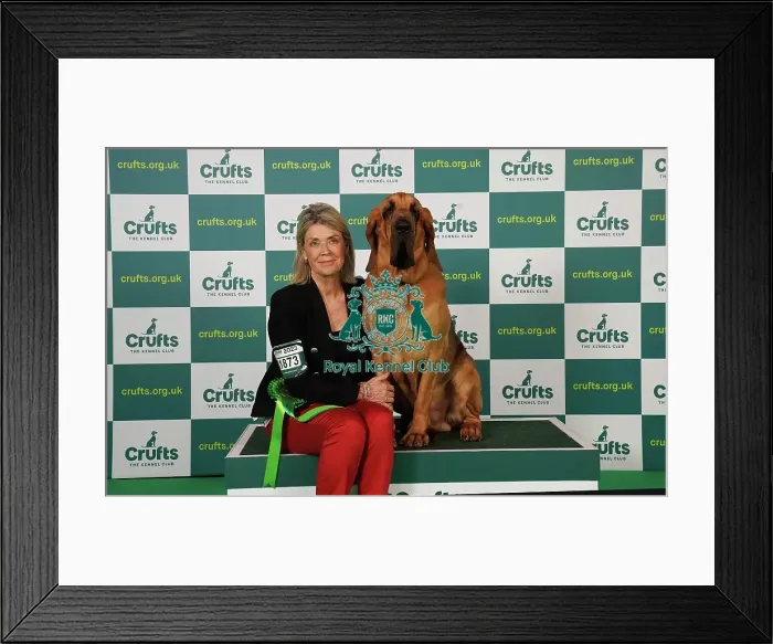 Framed Print : Tracie Howie from Norwich with Bert, a Bloodhound, which was the Best of Breed winner today (Saturday 11. 03. 23), the third day of Crufts 2023, at the NEC Birmingham Framed Print : Tracie Howie from Norwich with Bert, a Bloodhound, which was the Best of Breed winner today (Saturday 11. 03. 23), the third day of Crufts 2023, at the NEC Birmingham