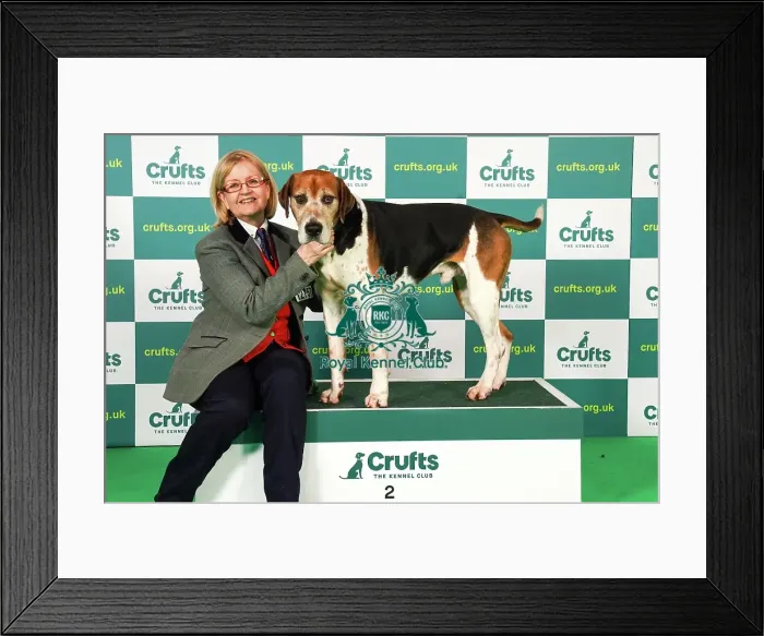 Framed Print : Rosemary Griffiths from Cheshire with Corister, a Foxhound, which was the Best in Group winner today (Saturday 11. 03. 23), the third day of Crufts 2023, at the NEC Birmingham Framed Print : Rosemary Griffiths from Cheshire with Corister, a Foxhound, which was the Best in Group winner today (Saturday 11. 03. 23), the third day of Crufts 2023, at the NEC Birmingham