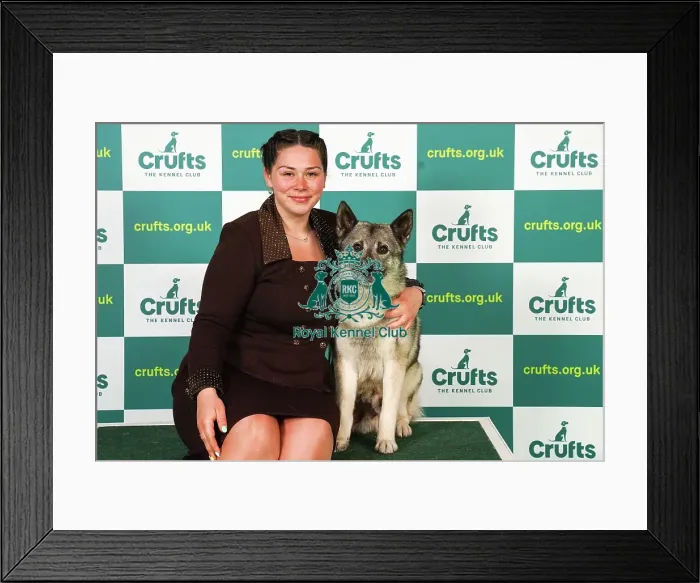 Framed Print : Sophie Wildig from Lincoln with Azlan, a Norwegian Elkhound, which was the Best of Breed winner today (Saturday 11. 03. 23), the third day of Crufts 2023, at the NEC Birmingham Framed Print : Sophie Wildig from Lincoln with Azlan, a Norwegian Elkhound, which was the Best of Breed winner today (Saturday 11. 03. 23), the third day of Crufts 2023, at the NEC Birmingham
