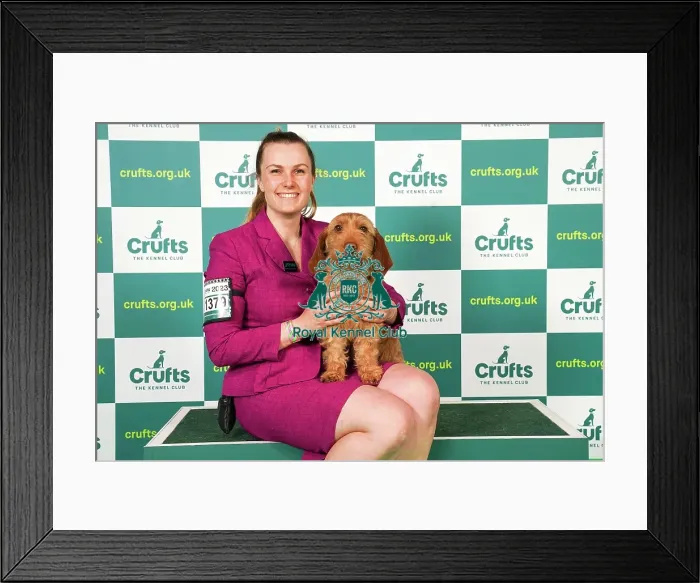 Framed Print : Antonia Leech from Wiltshire with Cushla, a Basset Fauve de Bretagne, which was the Best of Breed winner today (Saturday 11. 03. 23), the third day of Crufts 2023, at the NEC Birmingham Framed Print : Antonia Leech from Wiltshire with Cushla, a Basset Fauve de Bretagne, which was the Best of Breed winner today (Saturday 11. 03. 23), the third day of Crufts 2023, at the NEC Birmingham