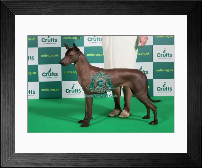 Framed Print : Best of Breed Av Import XOLOITZCUINTLE Crufts 2023 Framed Print : Best of Breed Av Import XOLOITZCUINTLE Crufts 2023